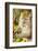 Crab-Eating (Long-Tailed) Macaque Monkey-Rob-Framed Photographic Print