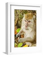 Crab-Eating (Long-Tailed) Macaque Monkey-Rob-Framed Photographic Print