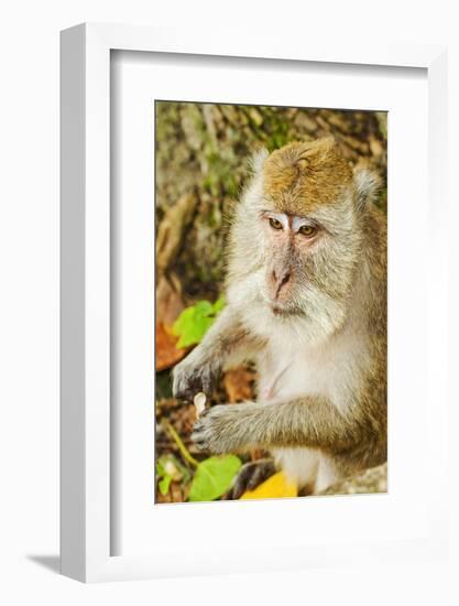 Crab-Eating (Long-Tailed) Macaque Monkey-Rob-Framed Photographic Print