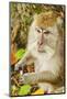 Crab-Eating (Long-Tailed) Macaque Monkey-Rob-Mounted Photographic Print