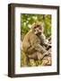 Crab-Eating (Long-Tailed) Macaque Monkey-Rob-Framed Photographic Print