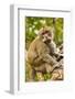 Crab-Eating (Long-Tailed) Macaque Monkey-Rob-Framed Photographic Print