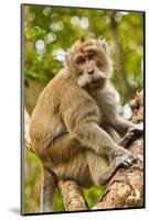 Crab-Eating (Long-Tailed) Macaque Monkey-Rob-Mounted Photographic Print