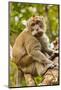 Crab-Eating (Long-Tailed) Macaque Monkey-Rob-Mounted Photographic Print