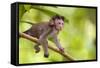 Crab-Eating Macaque Baby Monkey-null-Framed Stretched Canvas