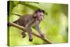Crab-Eating Macaque Baby Monkey-null-Stretched Canvas
