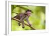 Crab-Eating Macaque Baby Monkey-null-Framed Photographic Print