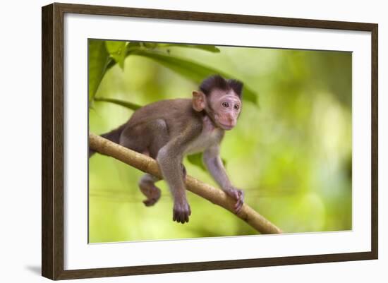Crab-Eating Macaque Baby Monkey-null-Framed Photographic Print