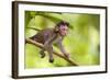 Crab-Eating Macaque Baby Monkey-null-Framed Photographic Print