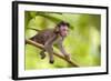 Crab-Eating Macaque Baby Monkey-null-Framed Photographic Print