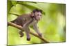 Crab-Eating Macaque Baby Monkey-null-Mounted Photographic Print