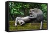 Crab-Eating Macaque (Macaca Fascicularis) Grooming. Bali, Indonesia-Sandesh Kadur-Framed Stretched Canvas