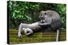 Crab-Eating Macaque (Macaca Fascicularis) Grooming. Bali, Indonesia-Sandesh Kadur-Stretched Canvas