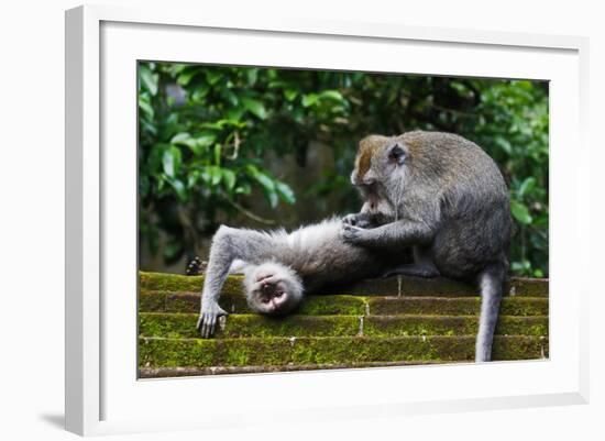 Crab-Eating Macaque (Macaca Fascicularis) Grooming. Bali, Indonesia-Sandesh Kadur-Framed Photographic Print