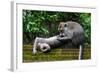 Crab-Eating Macaque (Macaca Fascicularis) Grooming. Bali, Indonesia-Sandesh Kadur-Framed Photographic Print