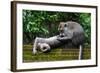 Crab-Eating Macaque (Macaca Fascicularis) Grooming. Bali, Indonesia-Sandesh Kadur-Framed Photographic Print