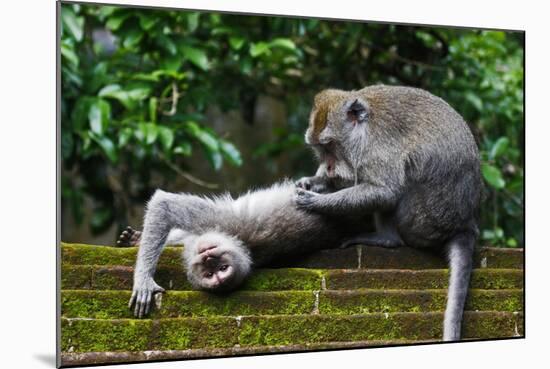 Crab-Eating Macaque (Macaca Fascicularis) Grooming. Bali, Indonesia-Sandesh Kadur-Mounted Photographic Print
