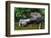 Crab-Eating Macaque (Macaca Fascicularis) Grooming. Bali, Indonesia-Sandesh Kadur-Framed Photographic Print