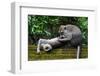 Crab-Eating Macaque (Macaca Fascicularis) Grooming. Bali, Indonesia-Sandesh Kadur-Framed Photographic Print