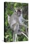 Crab Eating Macaque (Macaca Fascicularis) Juvenile Sitting Portrait, Indonesia-Mark Taylor-Stretched Canvas