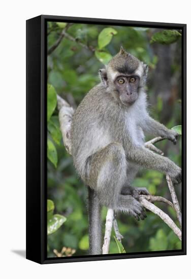 Crab Eating Macaque (Macaca Fascicularis) Juvenile Sitting Portrait, Indonesia-Mark Taylor-Framed Stretched Canvas