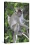 Crab Eating Macaque (Macaca Fascicularis) Juvenile Sitting Portrait, Indonesia-Mark Taylor-Stretched Canvas