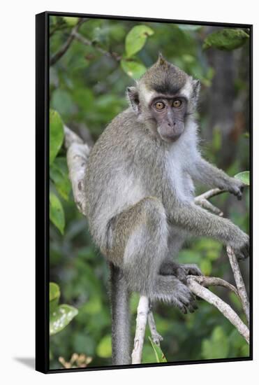 Crab Eating Macaque (Macaca Fascicularis) Juvenile Sitting Portrait, Indonesia-Mark Taylor-Framed Stretched Canvas