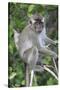 Crab Eating Macaque (Macaca Fascicularis) Juvenile Sitting Portrait, Indonesia-Mark Taylor-Stretched Canvas