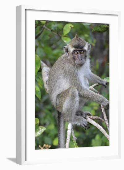 Crab Eating Macaque (Macaca Fascicularis) Juvenile Sitting Portrait, Indonesia-Mark Taylor-Framed Photographic Print