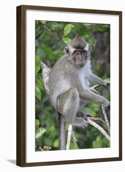 Crab Eating Macaque (Macaca Fascicularis) Juvenile Sitting Portrait, Indonesia-Mark Taylor-Framed Photographic Print