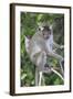 Crab Eating Macaque (Macaca Fascicularis) Juvenile Sitting Portrait, Indonesia-Mark Taylor-Framed Photographic Print