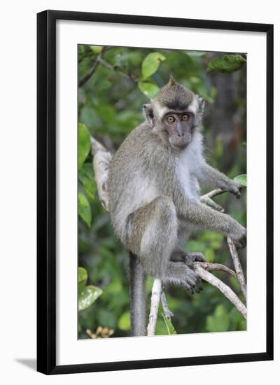 Crab Eating Macaque (Macaca Fascicularis) Juvenile Sitting Portrait, Indonesia-Mark Taylor-Framed Photographic Print