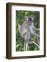 Crab Eating Macaque (Macaca Fascicularis) Juvenile Sitting Portrait, Indonesia-Mark Taylor-Framed Photographic Print