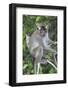 Crab Eating Macaque (Macaca Fascicularis) Juvenile Sitting Portrait, Indonesia-Mark Taylor-Framed Photographic Print