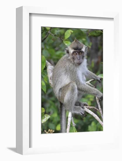 Crab Eating Macaque (Macaca Fascicularis) Juvenile Sitting Portrait, Indonesia-Mark Taylor-Framed Photographic Print