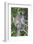 Crab Eating Macaque (Macaca Fascicularis) Juvenile Sitting Portrait, Indonesia-Mark Taylor-Framed Photographic Print