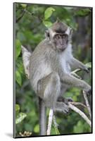 Crab Eating Macaque (Macaca Fascicularis) Juvenile Sitting Portrait, Indonesia-Mark Taylor-Mounted Photographic Print