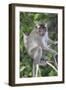 Crab Eating Macaque (Macaca Fascicularis) Juvenile Sitting Portrait, Indonesia-Mark Taylor-Framed Photographic Print