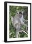 Crab Eating Macaque (Macaca Fascicularis) Juvenile Sitting Portrait, Indonesia-Mark Taylor-Framed Photographic Print