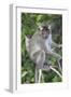 Crab Eating Macaque (Macaca Fascicularis) Juvenile Sitting Portrait, Indonesia-Mark Taylor-Framed Photographic Print