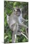 Crab Eating Macaque (Macaca Fascicularis) Juvenile Sitting Portrait, Indonesia-Mark Taylor-Mounted Photographic Print