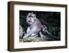 Crab-Eating Macaque (Macaca Fascicularis) Mother Playing with Her Kids, Monkey Forest, Ubud-Michael Runkel-Framed Photographic Print