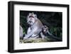 Crab-Eating Macaque (Macaca Fascicularis) Mother Playing with Her Kids, Monkey Forest, Ubud-Michael Runkel-Framed Photographic Print