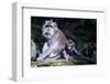 Crab-Eating Macaque (Macaca Fascicularis) Mother Playing with Her Kids, Monkey Forest, Ubud-Michael Runkel-Framed Photographic Print