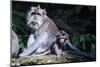 Crab-Eating Macaque (Macaca Fascicularis) Mother Playing with Her Kids, Monkey Forest, Ubud-Michael Runkel-Mounted Photographic Print