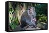 Crab-Eating Macaque (Macaca Fascicularis) Mother with Baby, Monkey Forest, Ubud, Bali, Indonesia-Michael Runkel-Framed Stretched Canvas