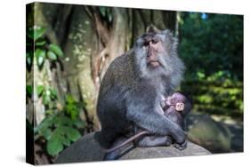 Crab-Eating Macaque (Macaca Fascicularis) Mother with Baby, Monkey Forest, Ubud, Bali, Indonesia-Michael Runkel-Stretched Canvas