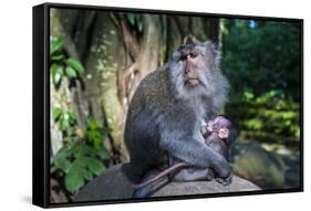 Crab-Eating Macaque (Macaca Fascicularis) Mother with Baby, Monkey Forest, Ubud, Bali, Indonesia-Michael Runkel-Framed Stretched Canvas