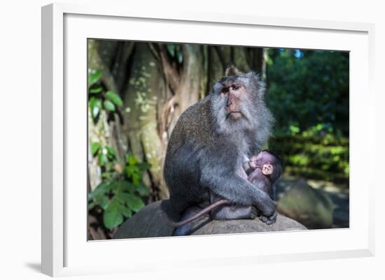 Crab-Eating Macaque (Macaca Fascicularis) Mother with Baby, Monkey Forest, Ubud, Bali, Indonesia-Michael Runkel-Framed Photographic Print