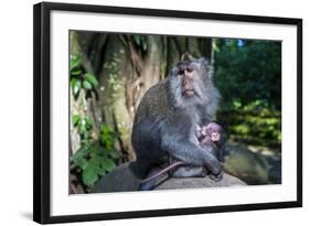 Crab-Eating Macaque (Macaca Fascicularis) Mother with Baby, Monkey Forest, Ubud, Bali, Indonesia-Michael Runkel-Framed Photographic Print